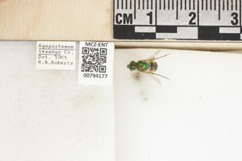 Media type: image;   Entomology 794177 Aspect: Labels